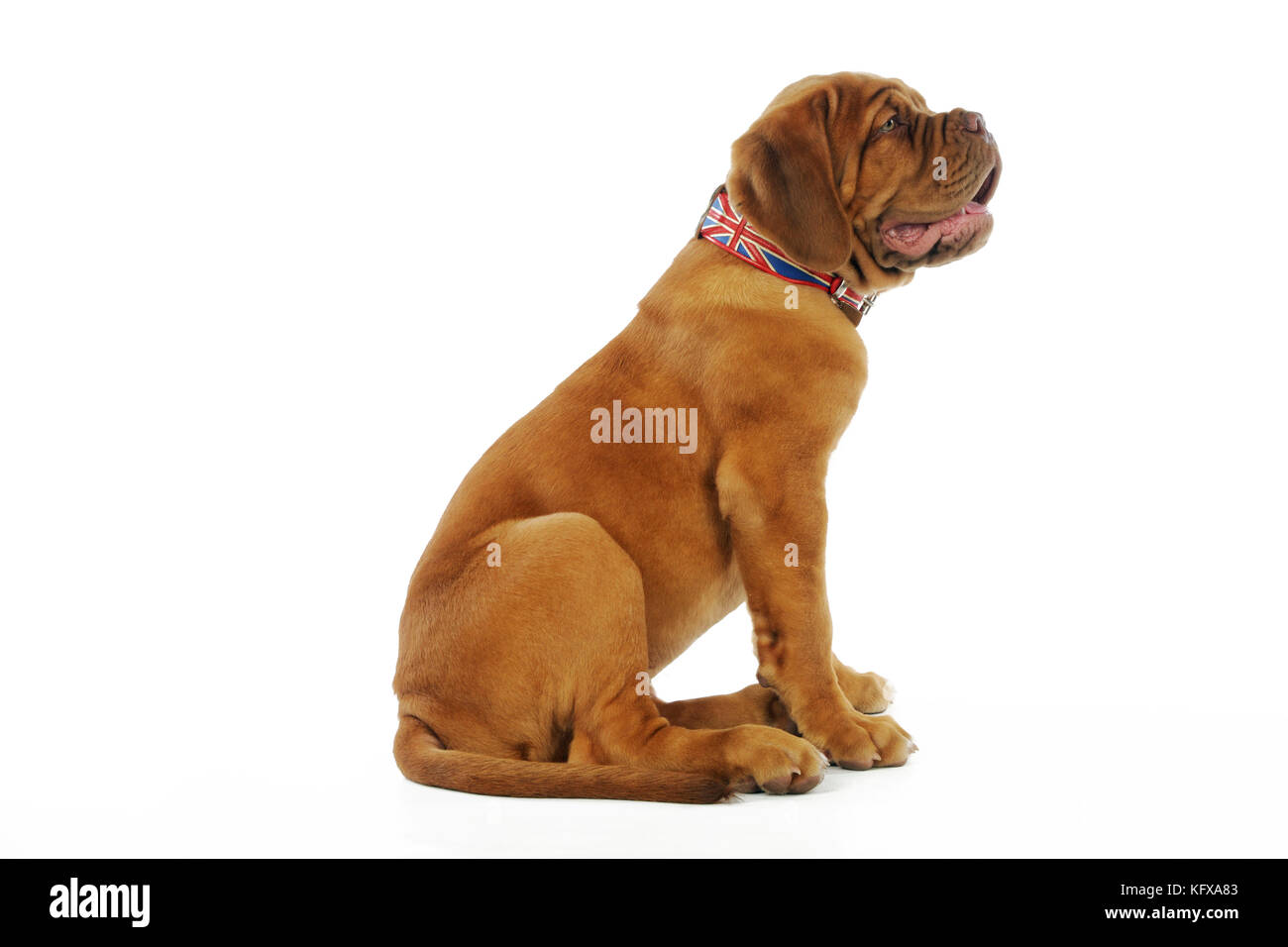 french mastiff collars