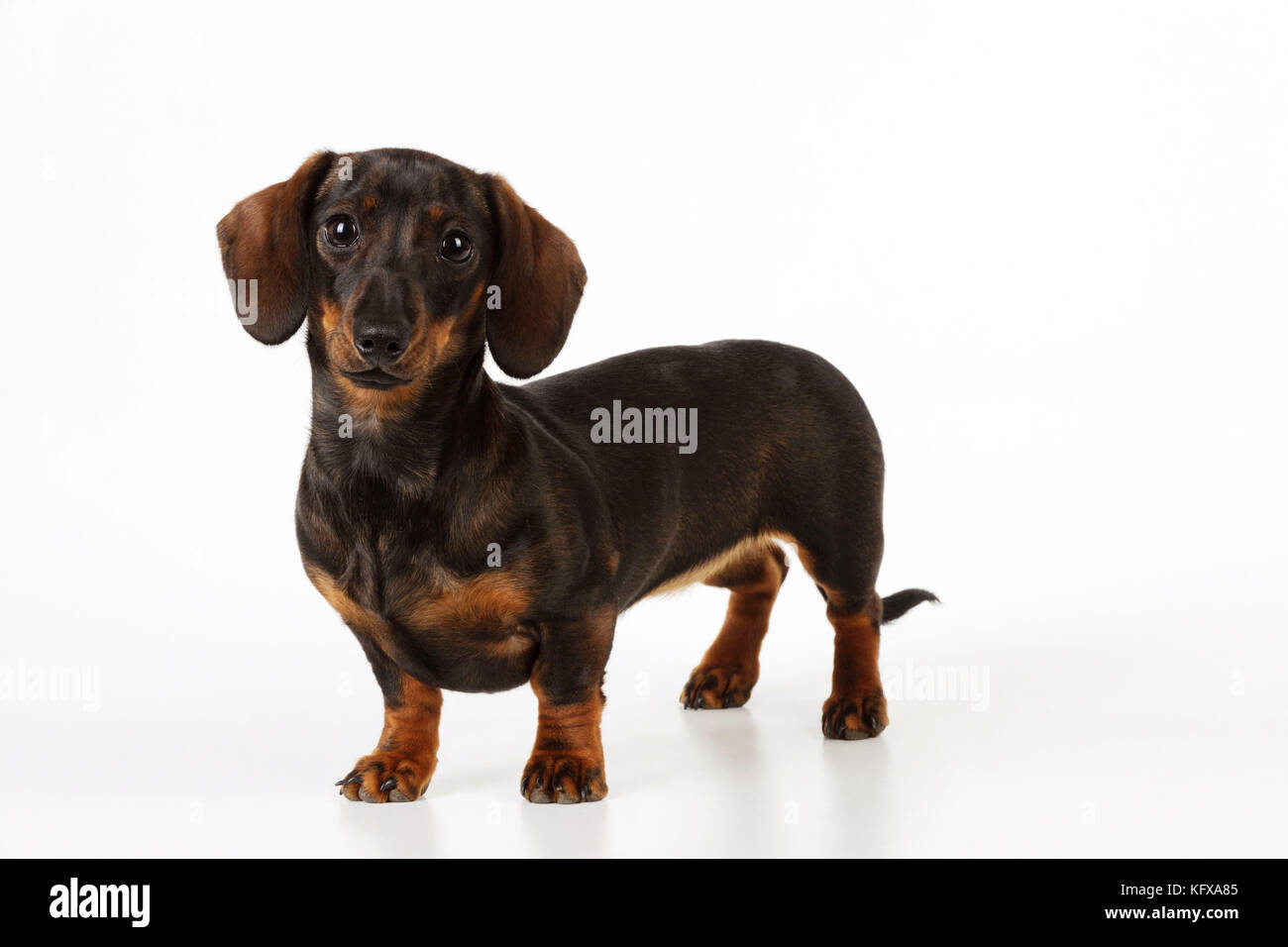 DOG. Smooth haired miniature dachsund. Also known as a Doxie in US. Stock Photo
