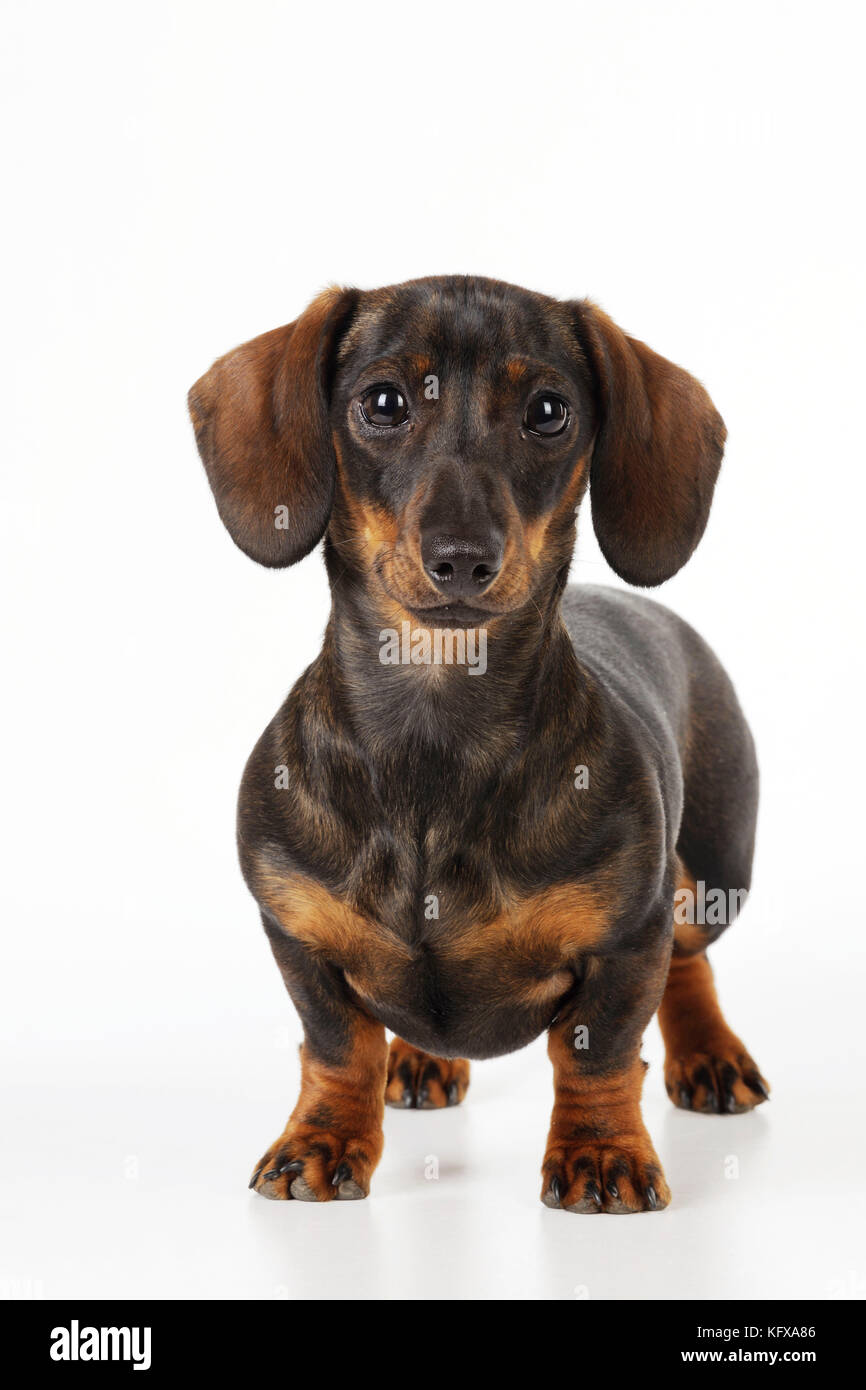 DOG. Smooth haired minature dachsund. Also known as a Doxie in US. Stock Photo