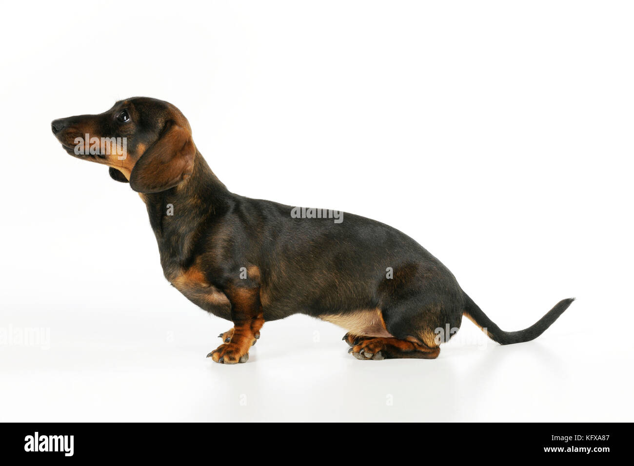 DOG. Smooth haired minature dachsund sitting. Also known as a Doxie in US. Stock Photo