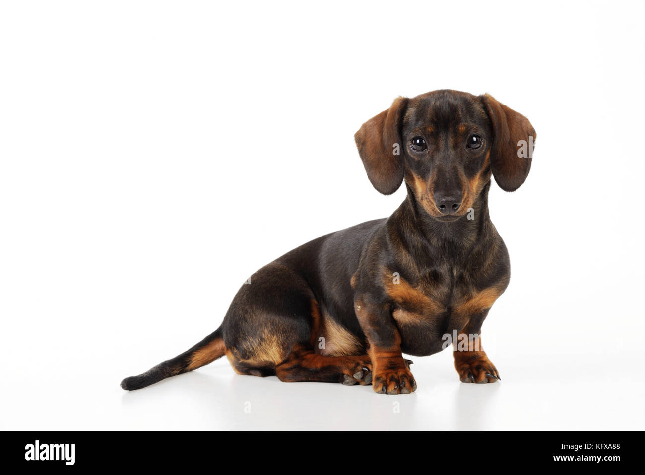 DOG. Smooth haired minature dachsund sitting. Also known as a Doxie in US. Stock Photo