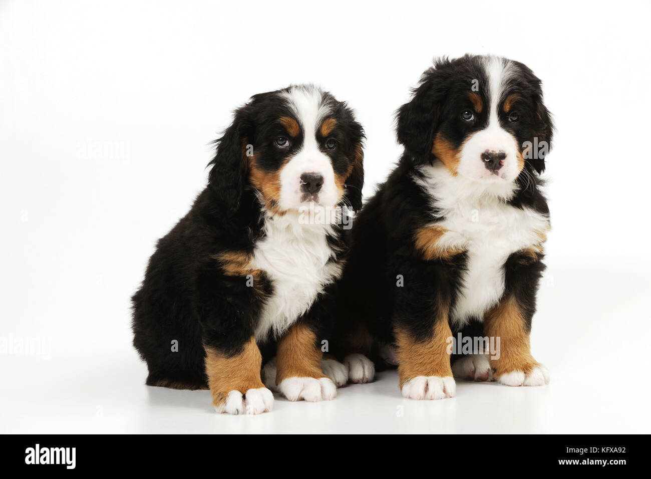 DOG. Bernese mountain puppies sitting together. Also known as Berner Sennenhund. Stock Photo
