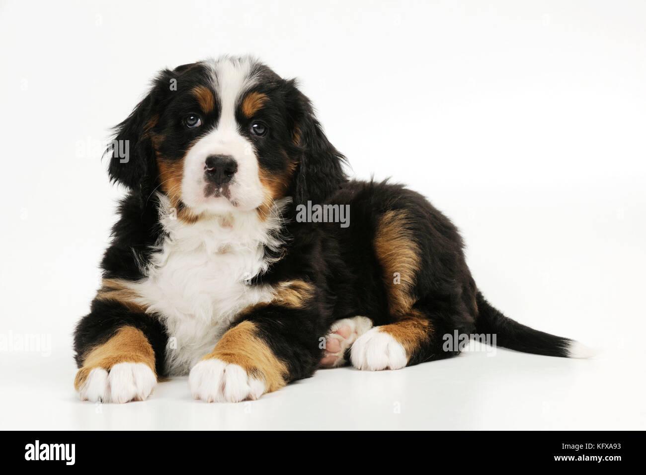 DOG. Bernese mountain puppy lying down. Also known as Berner Sennenhund. Stock Photo