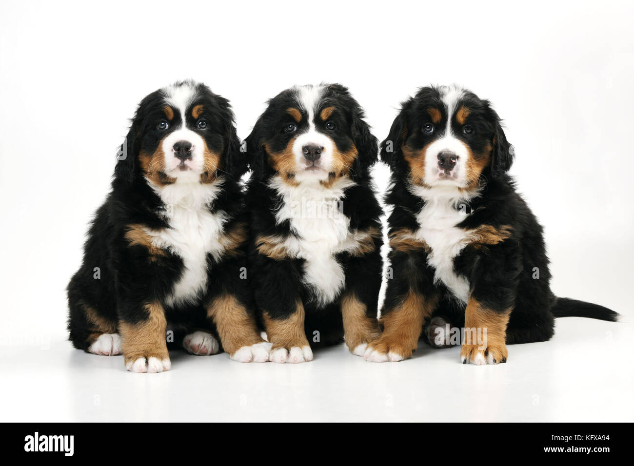 DOG. Bernese mountain puppies sitting in a row. Also known as Berner Sennenhund. Stock Photo