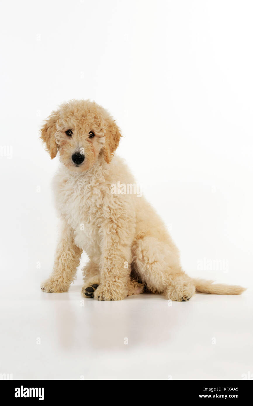 Pentola piccola con cucciolo Goldendodle seduto all'interno Foto stock -  Alamy
