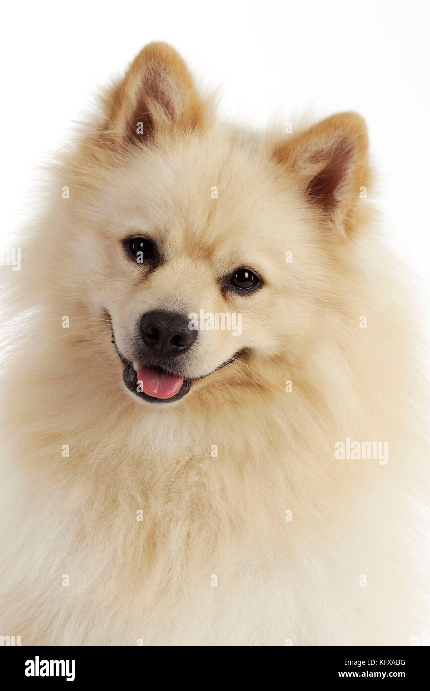 DOG. German Spitz Mittel. Also known as Deutscher Mittel Spitz Stock
