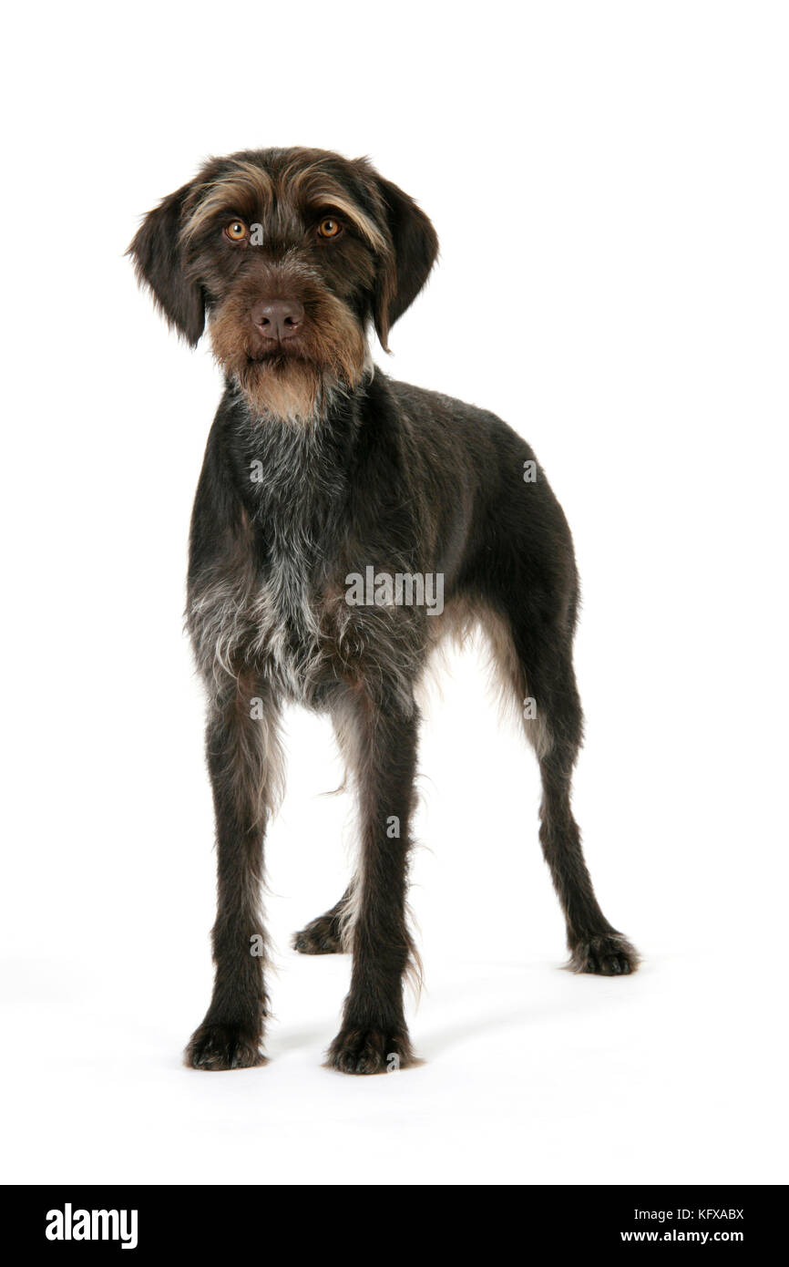 Dog. German Wire-Haired Pointer. Also known as Deutscher Drahthaariger Vorstehhund. Stock Photo