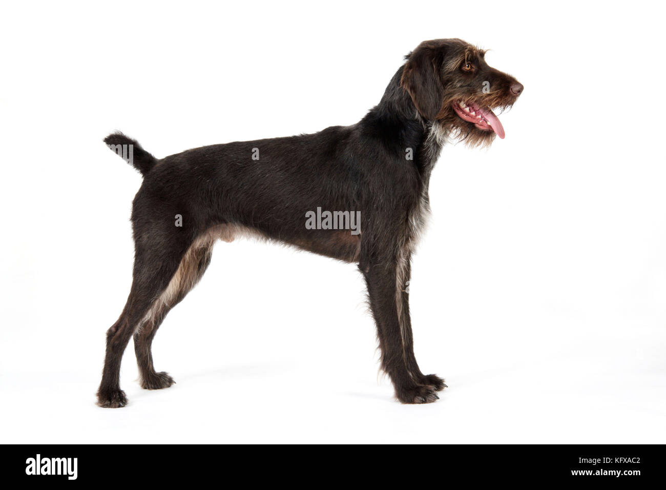 Dog. German Wire-Haired Pointer. Also known as Deutscher Drahthaariger Vorstehhund. Stock Photo