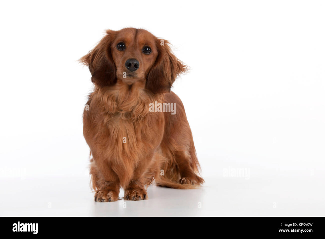 Dog Miniature Long Haired Dachshund Also Known As Doxie In Us
