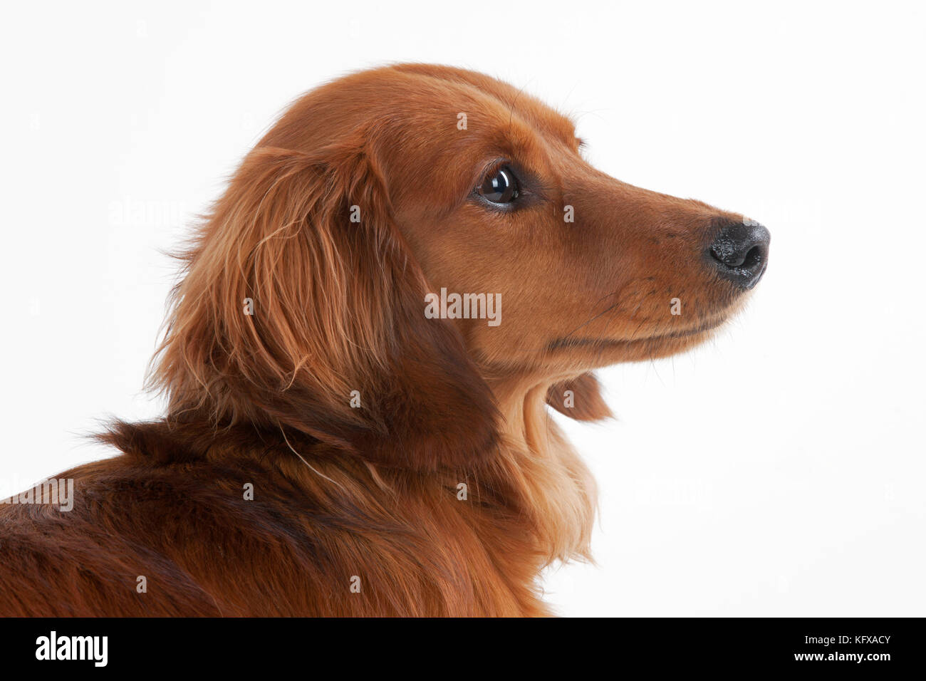 Dog Miniature Long Haired Dachshund Also Known As Doxie In Us