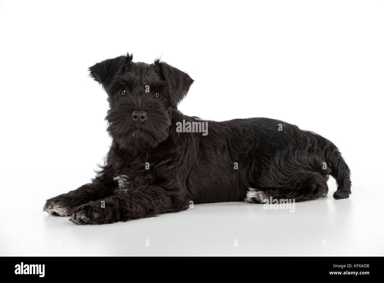 Dog - Miniature Schnauzer - 10 week old puppy - lying down Stock Photo