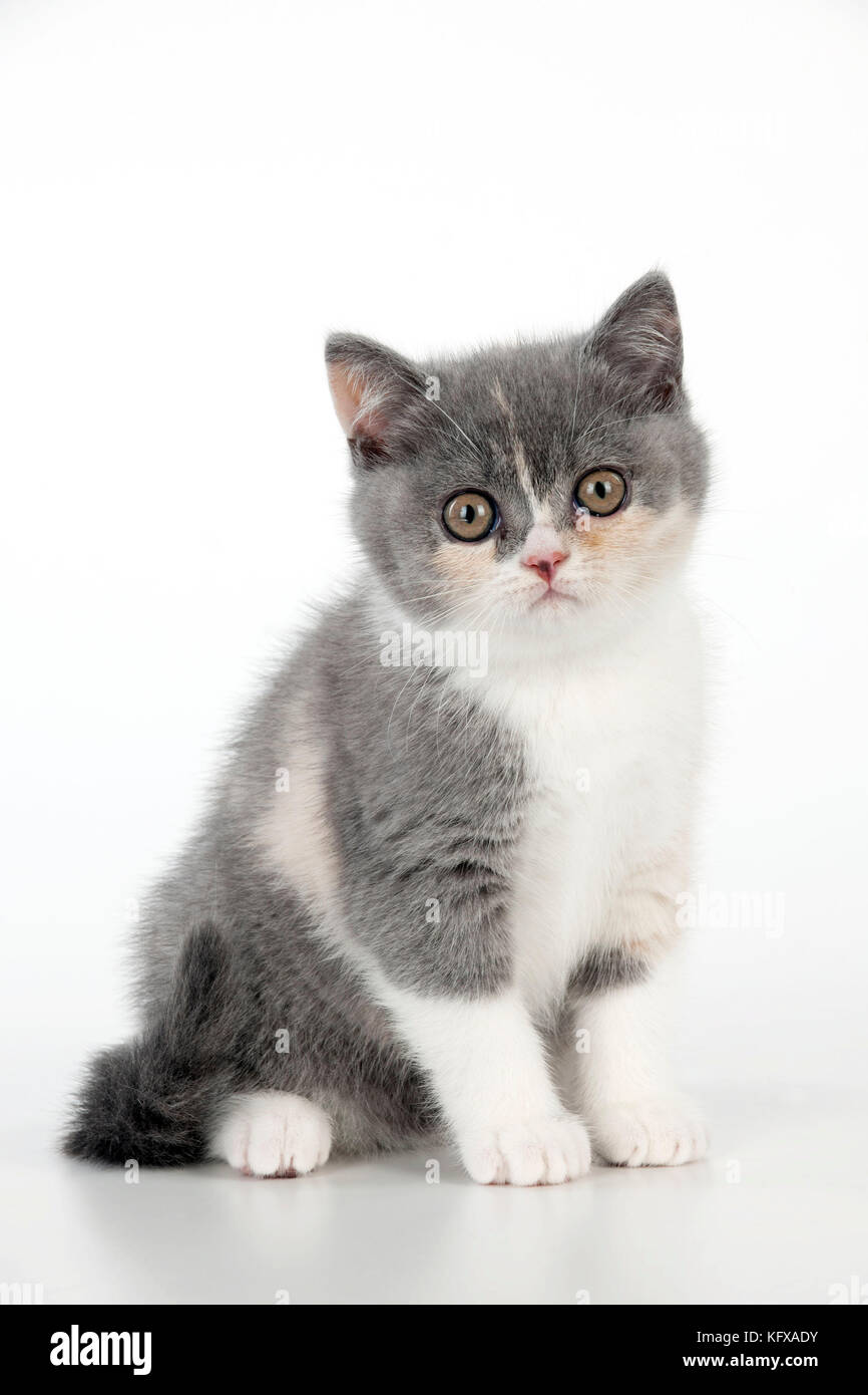 CAT - 9 week old British shorthair kitten Stock Photo