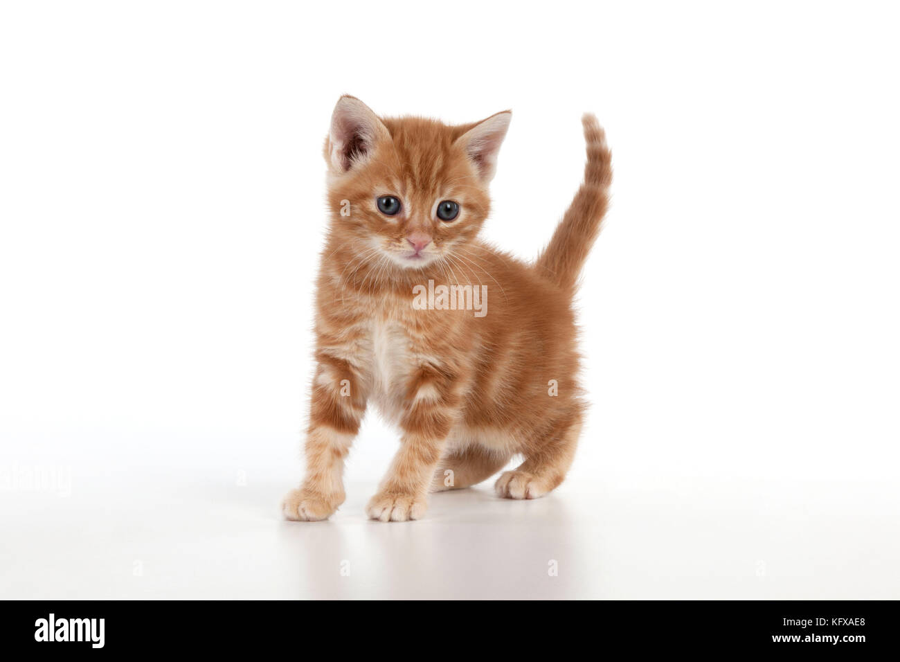 Ginger tabby kitten sales