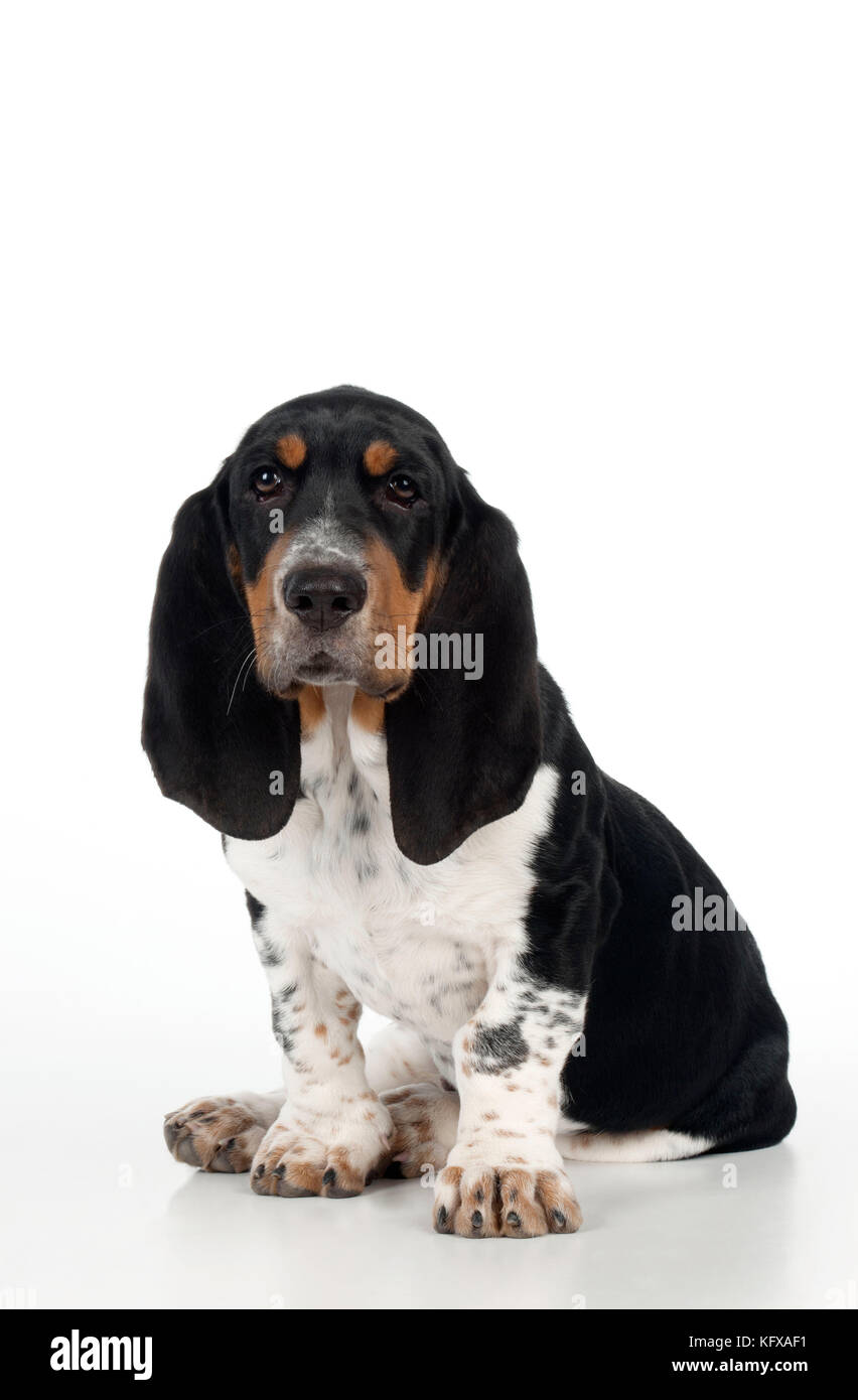 DOG Basset hound puppy sitting Stock Photo Alamy