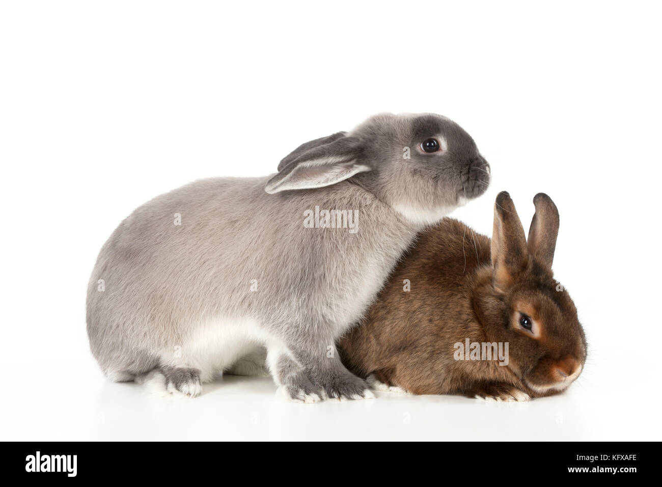 RABBITS - Smoke pearl and mini castor satin Stock Photo