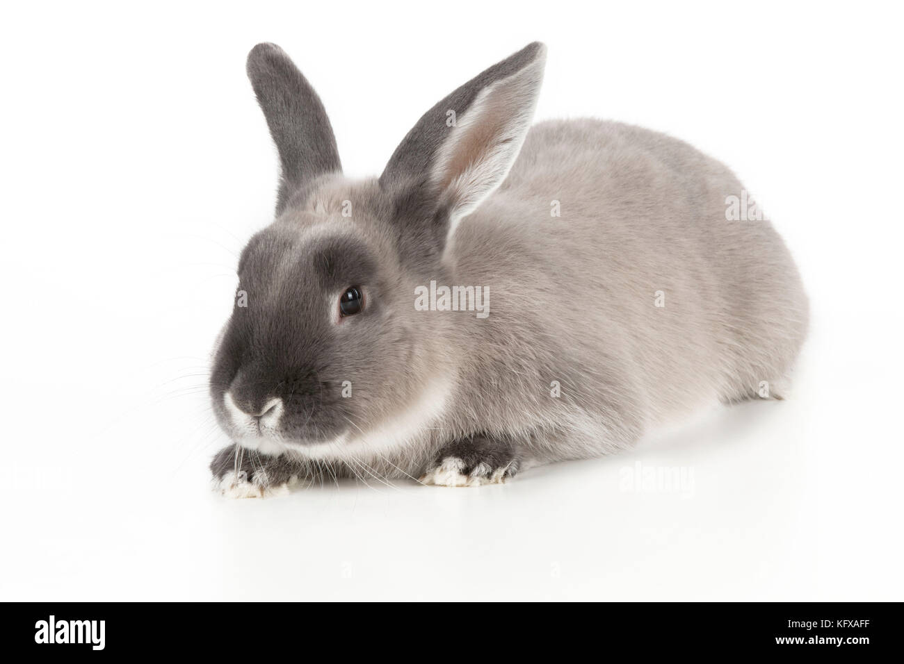 RABBIT Smoke pearl Stock Photo Alamy
