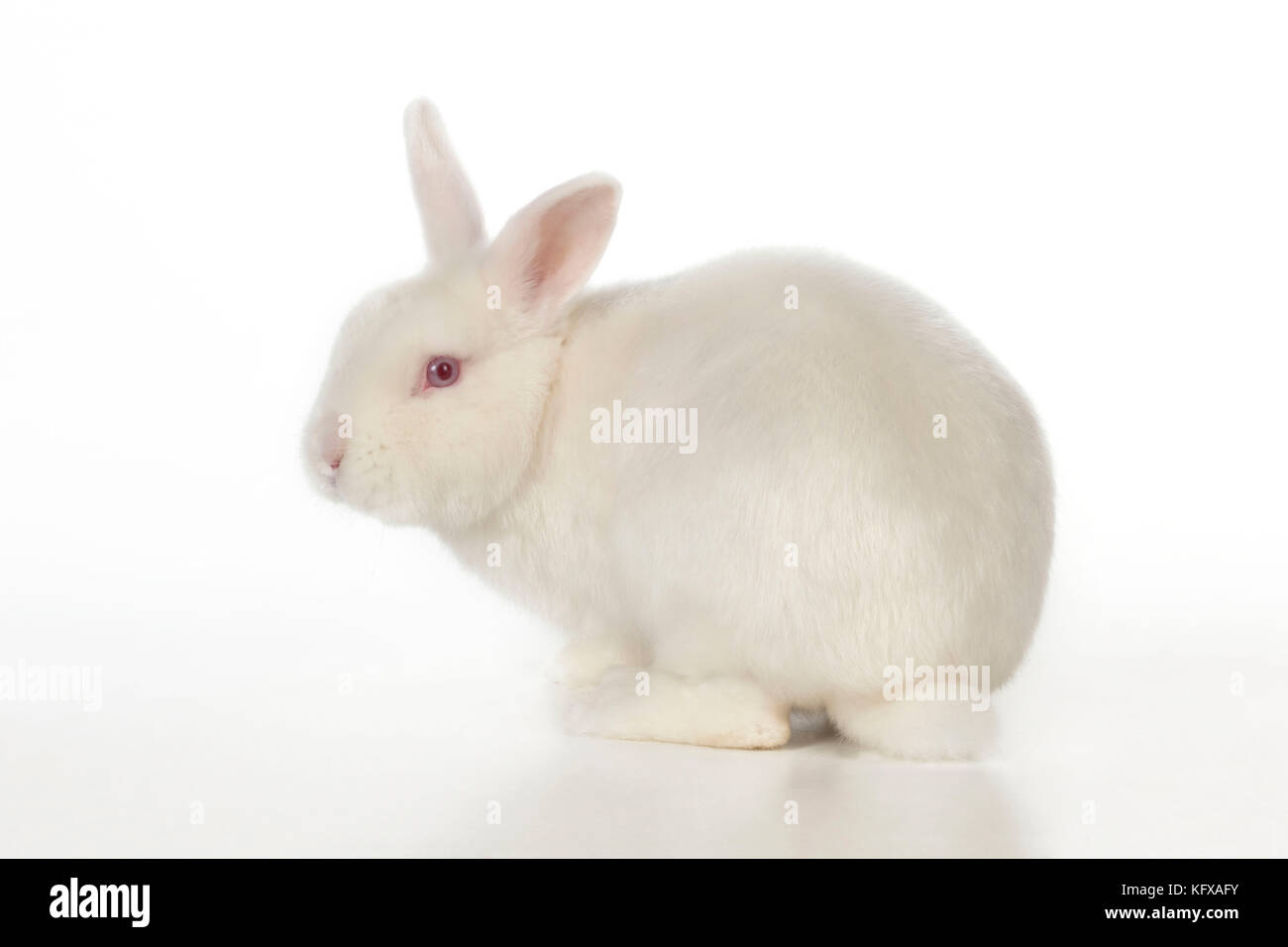 RABBIT - Mini ivory satin Stock Photo