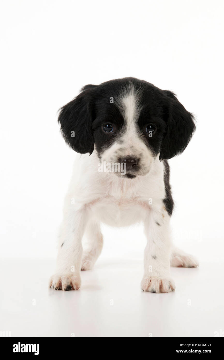 Cute puppy springer spaniels hi-res stock photography and images - Alamy