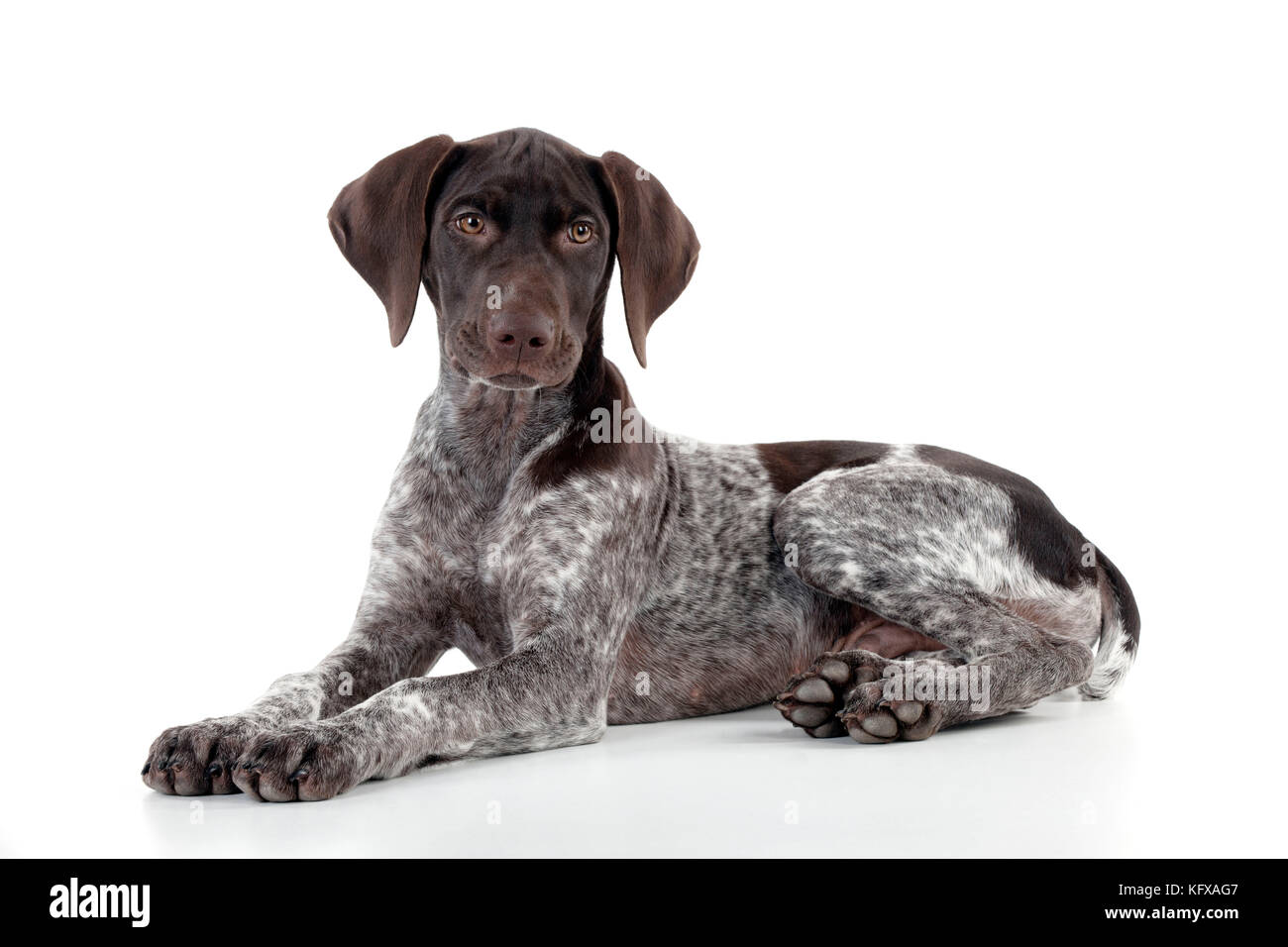 German shorthaired pointer laying down hires stock photography and images Alamy
