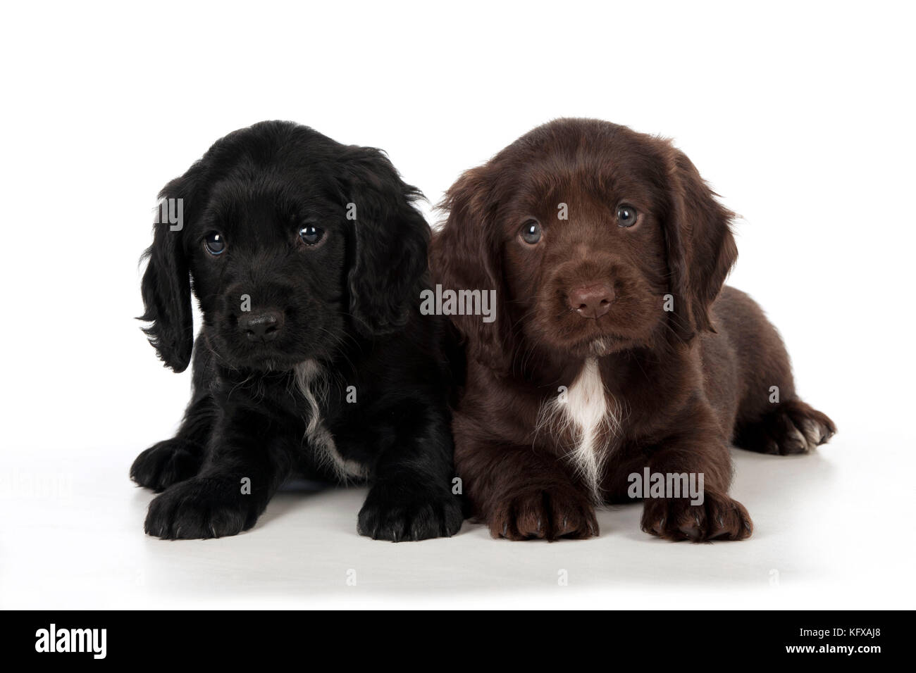 6 week old hotsell cocker spaniel puppies