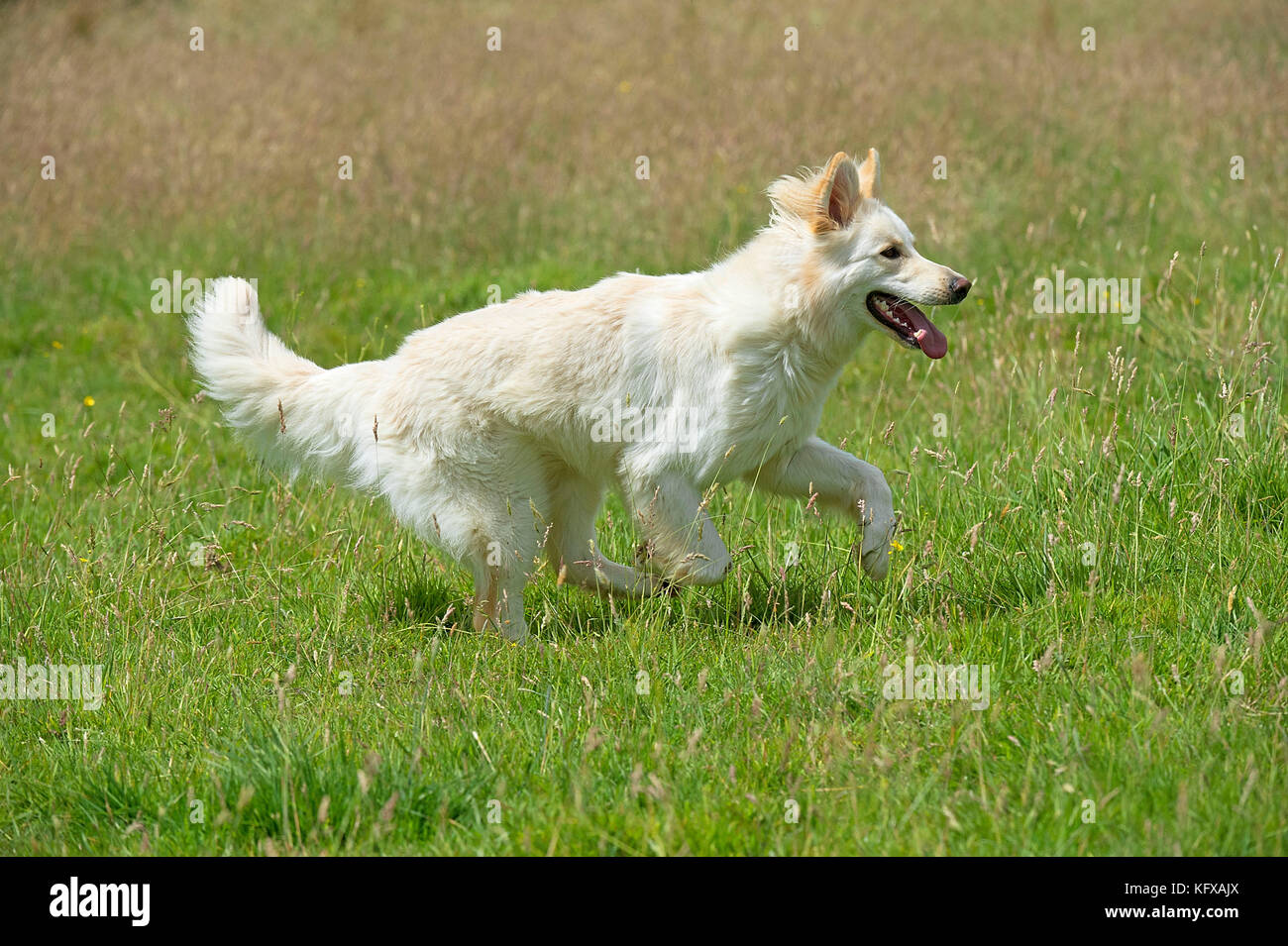 White Wolf German Shepherd