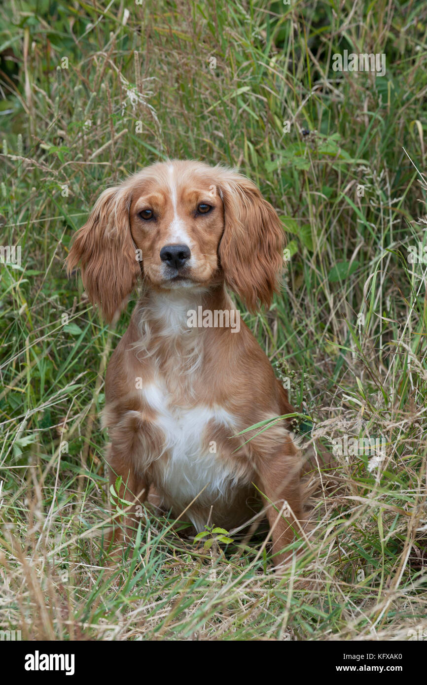 golden english springer spaniel