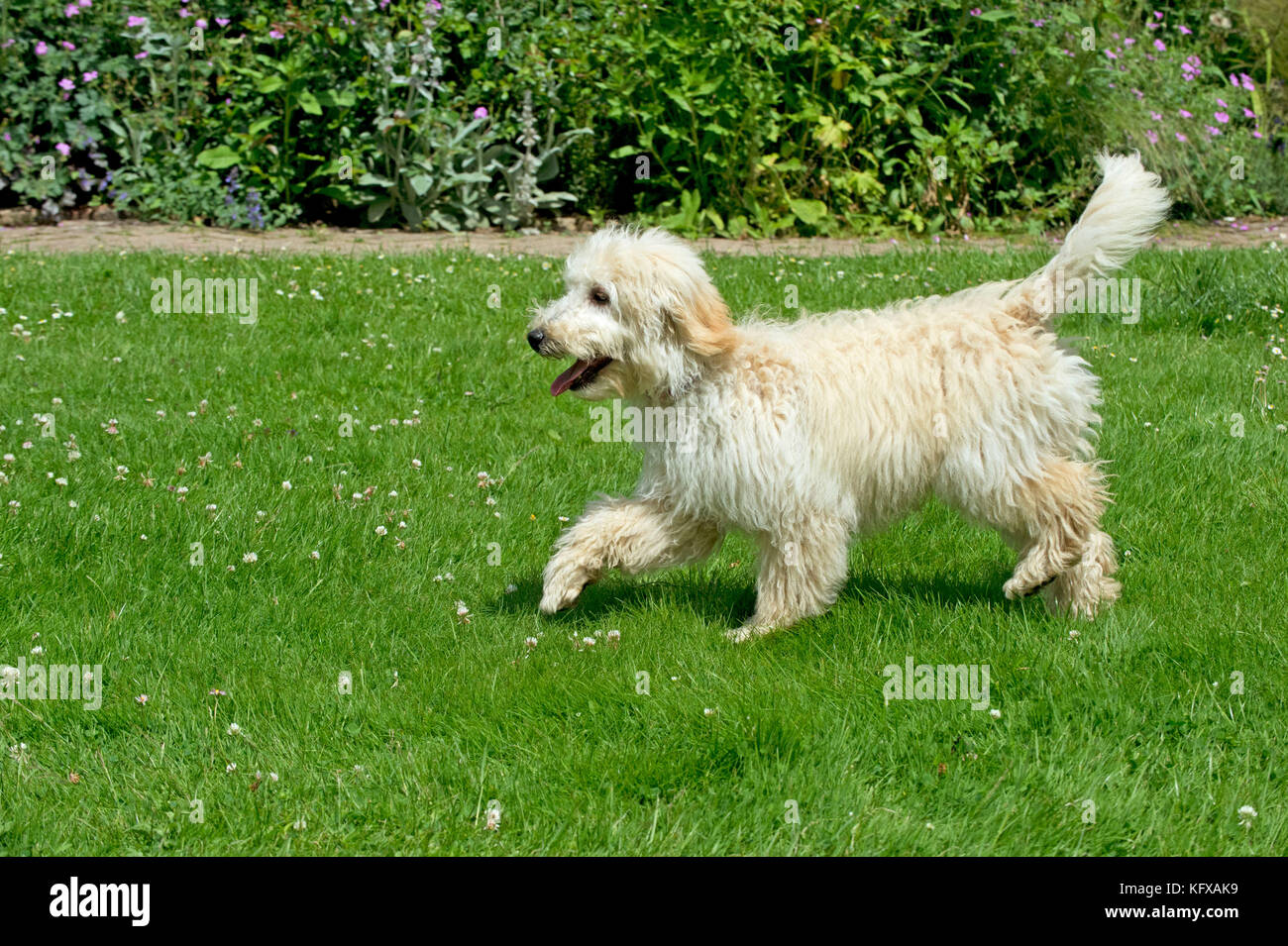 Dog - Poodle running in a garden Stock Photo - Alamy