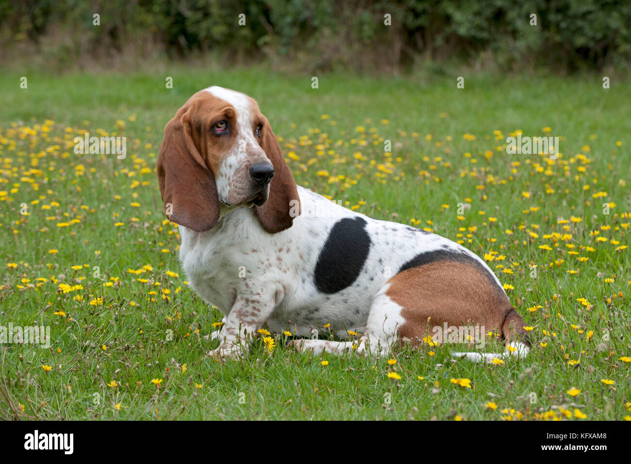 DOG Basset Hound in a field. Stock Photo