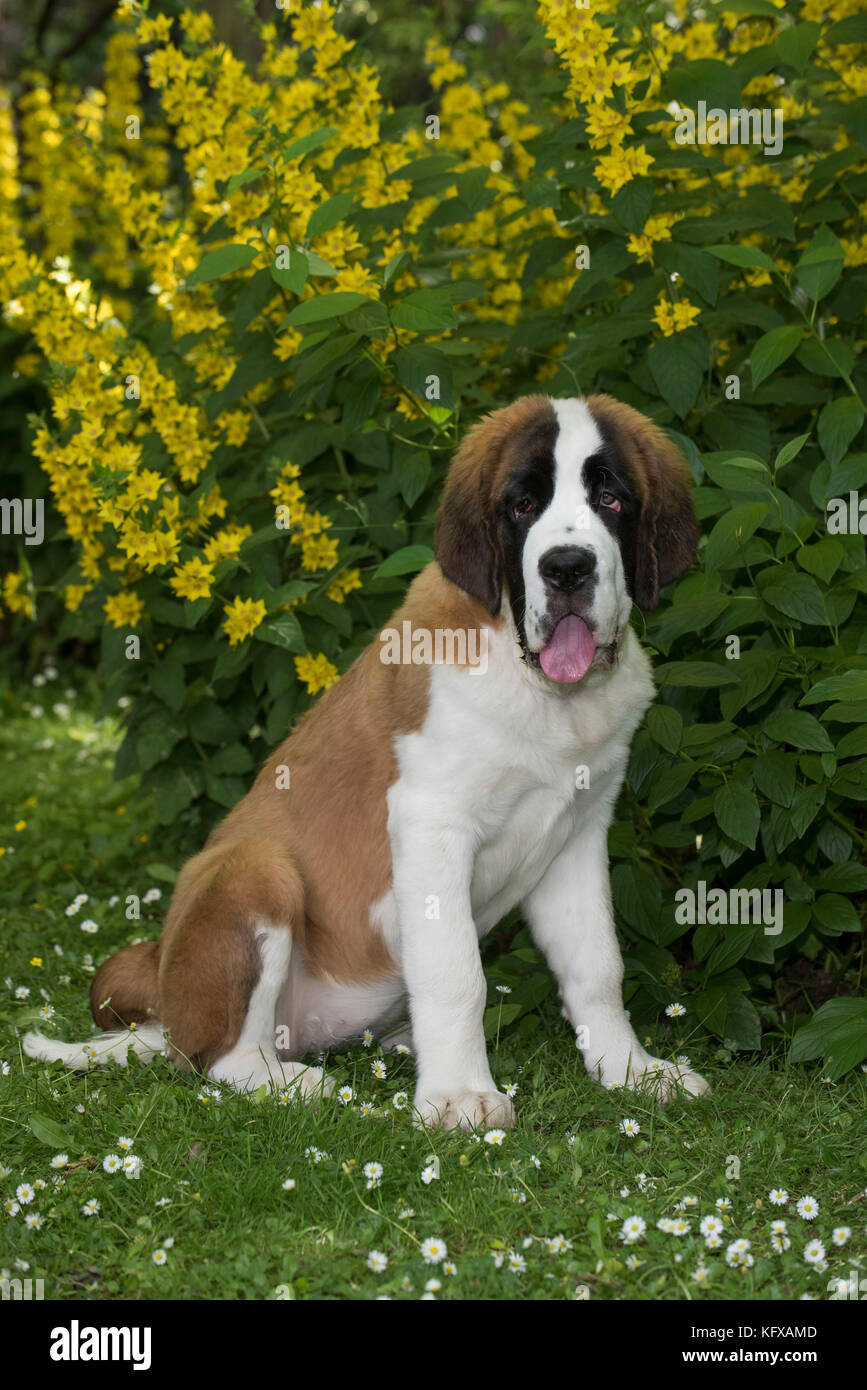 Dog Saint Bernard 15 week old puppy  in flower garden     Date: Stock Photo