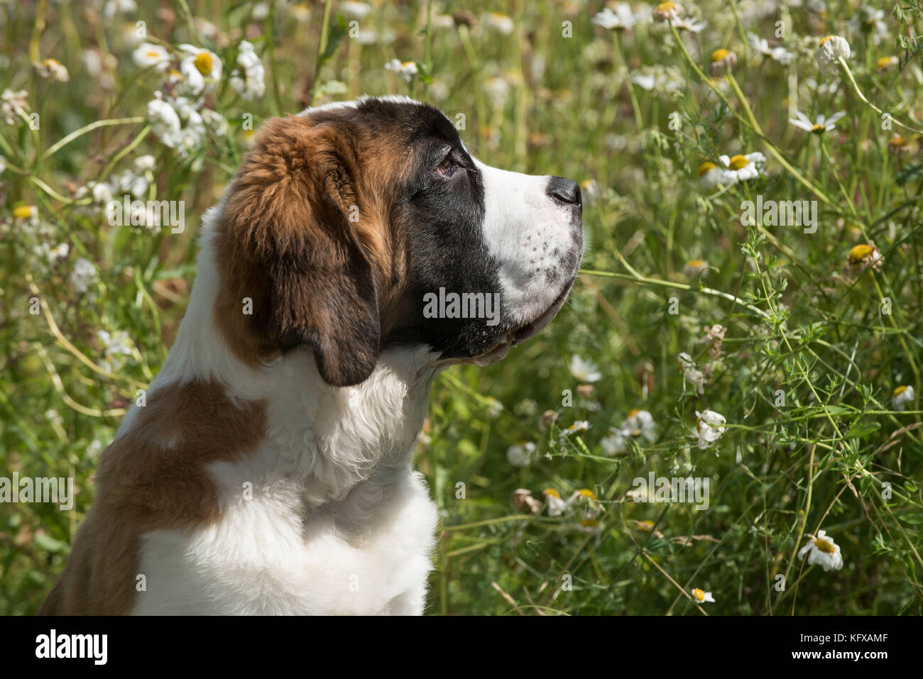 Dog Saint Bernard 15 week old puppy  in flower garden     Date: Stock Photo
