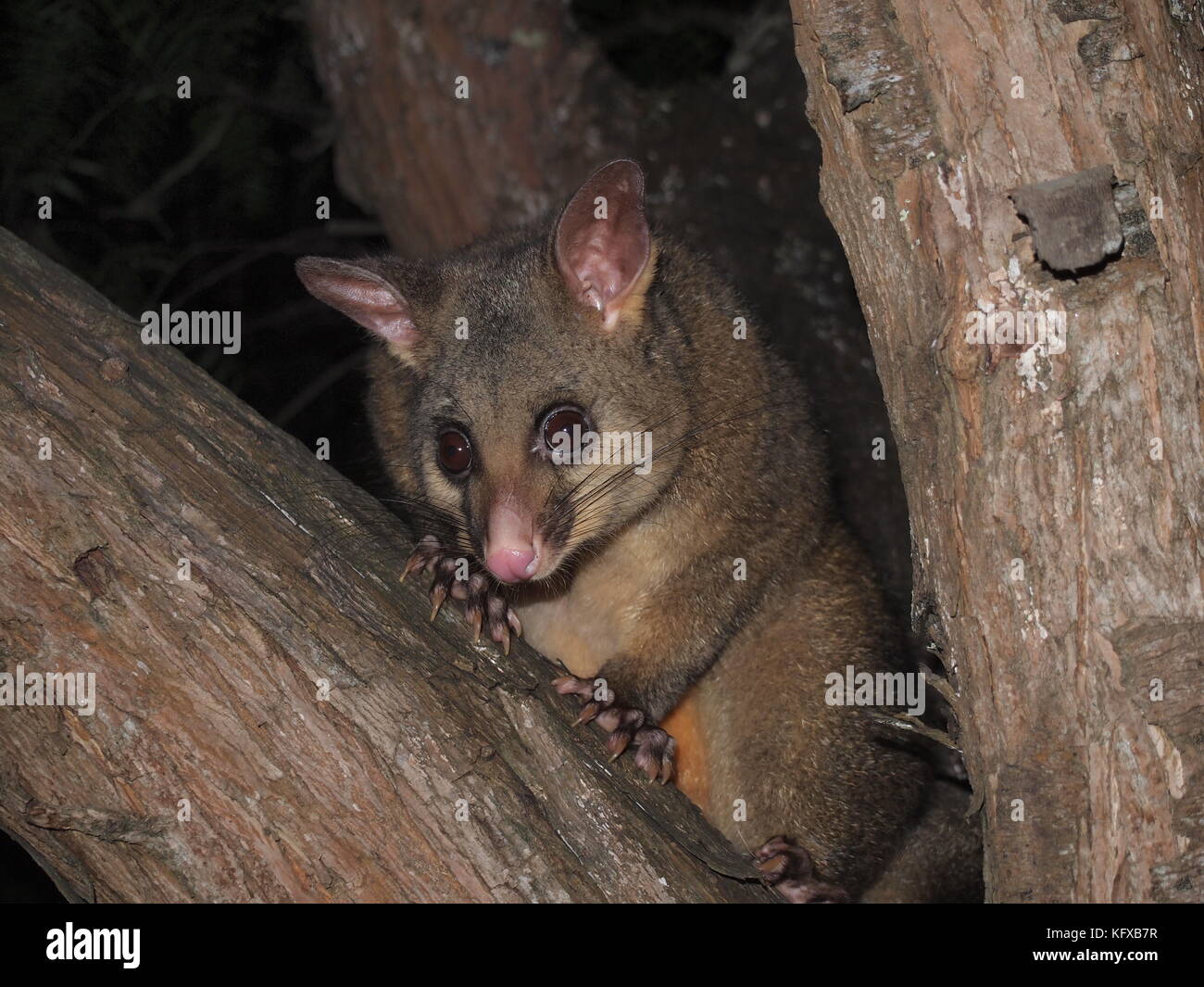 Possum looking for food Stock Photo