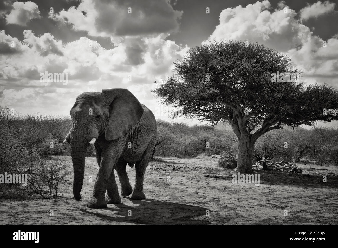 An African elephant walking in the bushveld, Madikwe Game Reserve Stock Photo