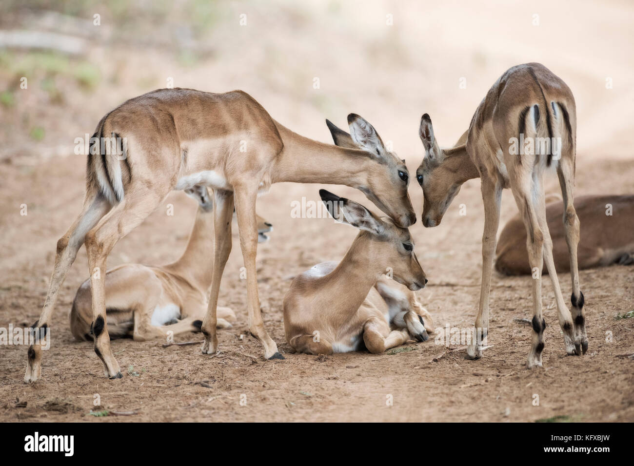Several Impalas socialising Stock Photo
