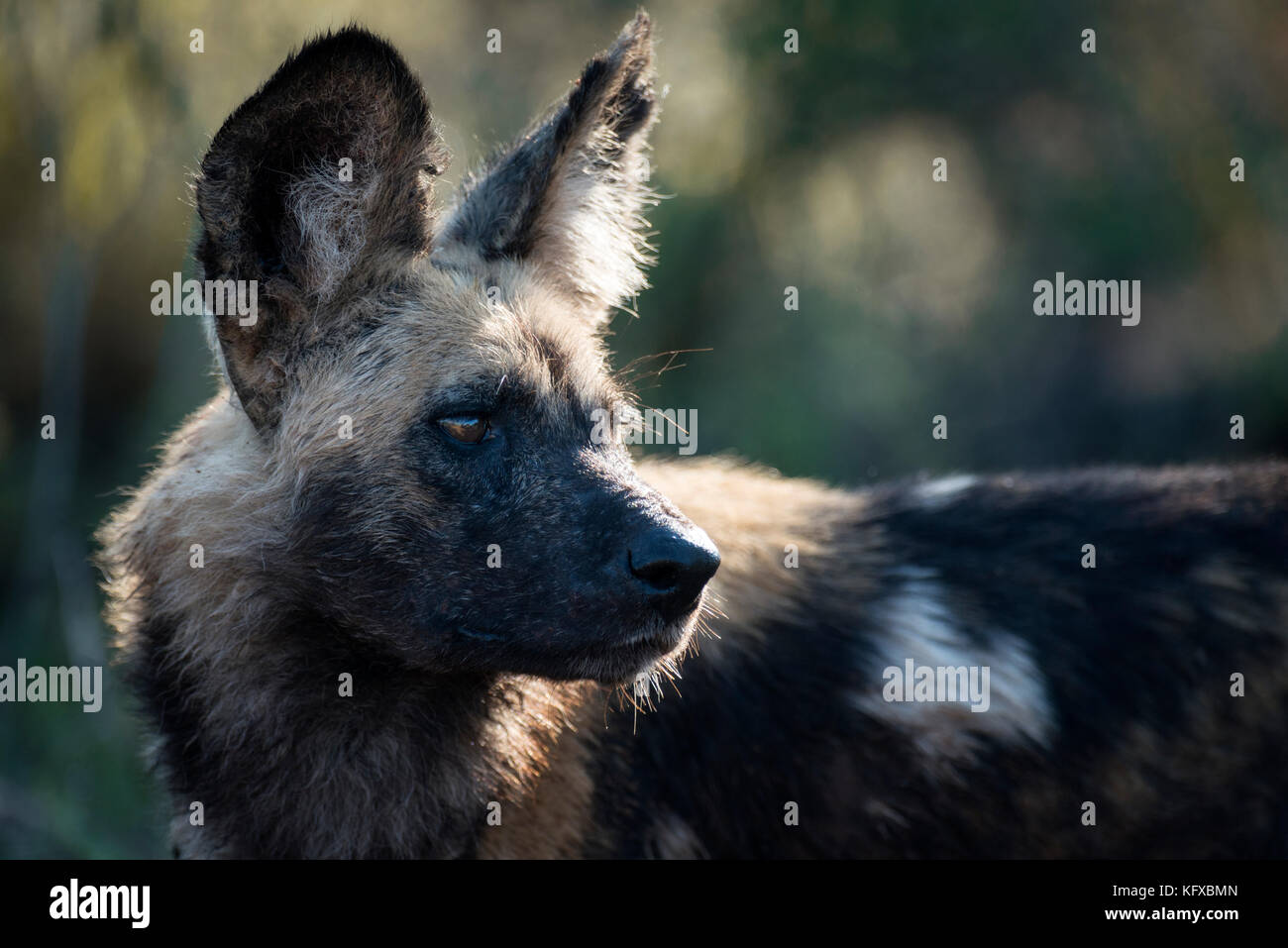 Portrait view of an African wild dog, Madikwe Game Reserve Stock Photo