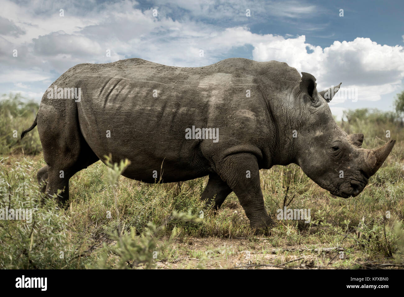 A white rhinoceros, Madikwe Game Reserve Stock Photo