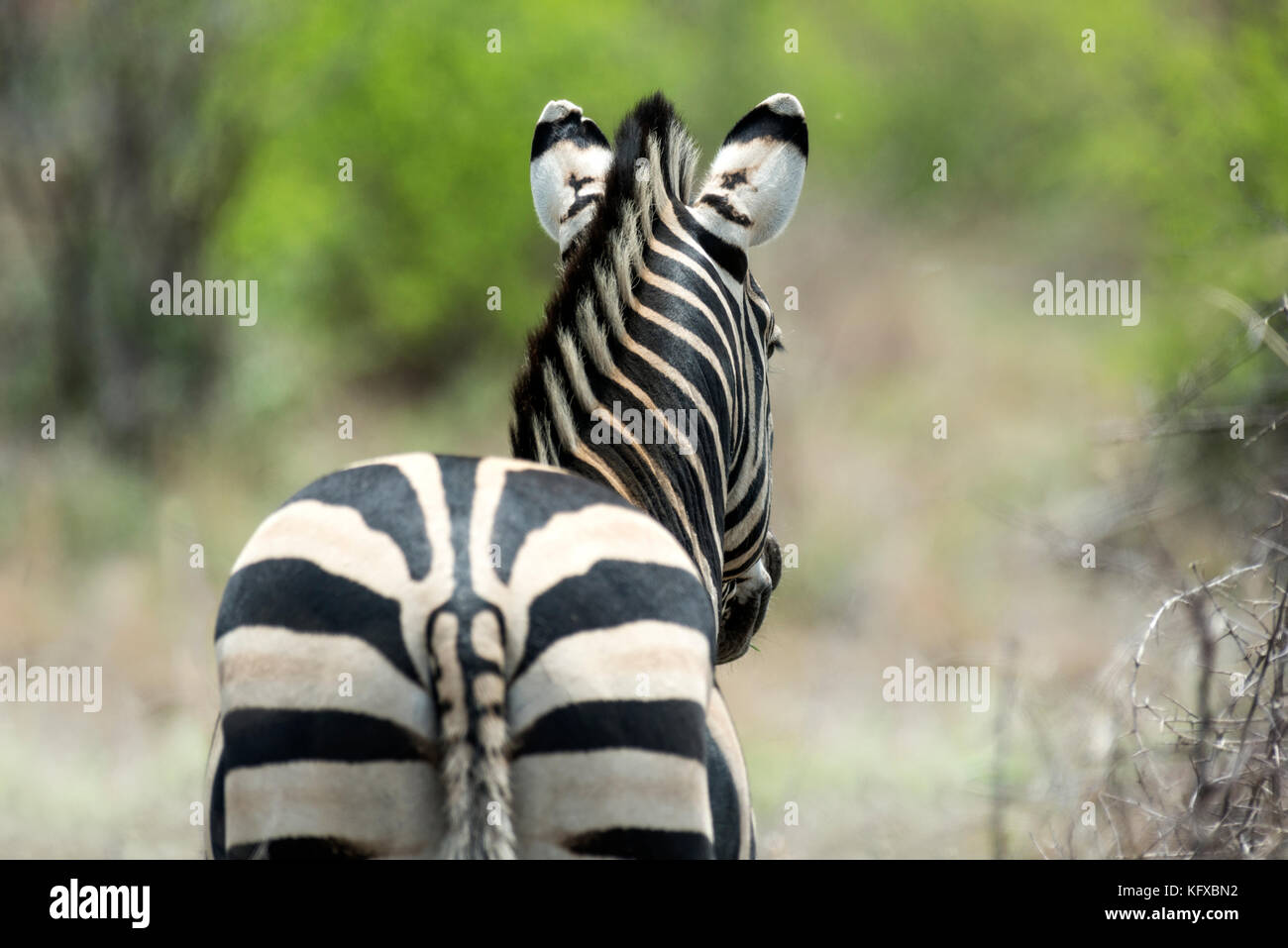 The back of a zebra, Madikwe Game Reserve Stock Photo