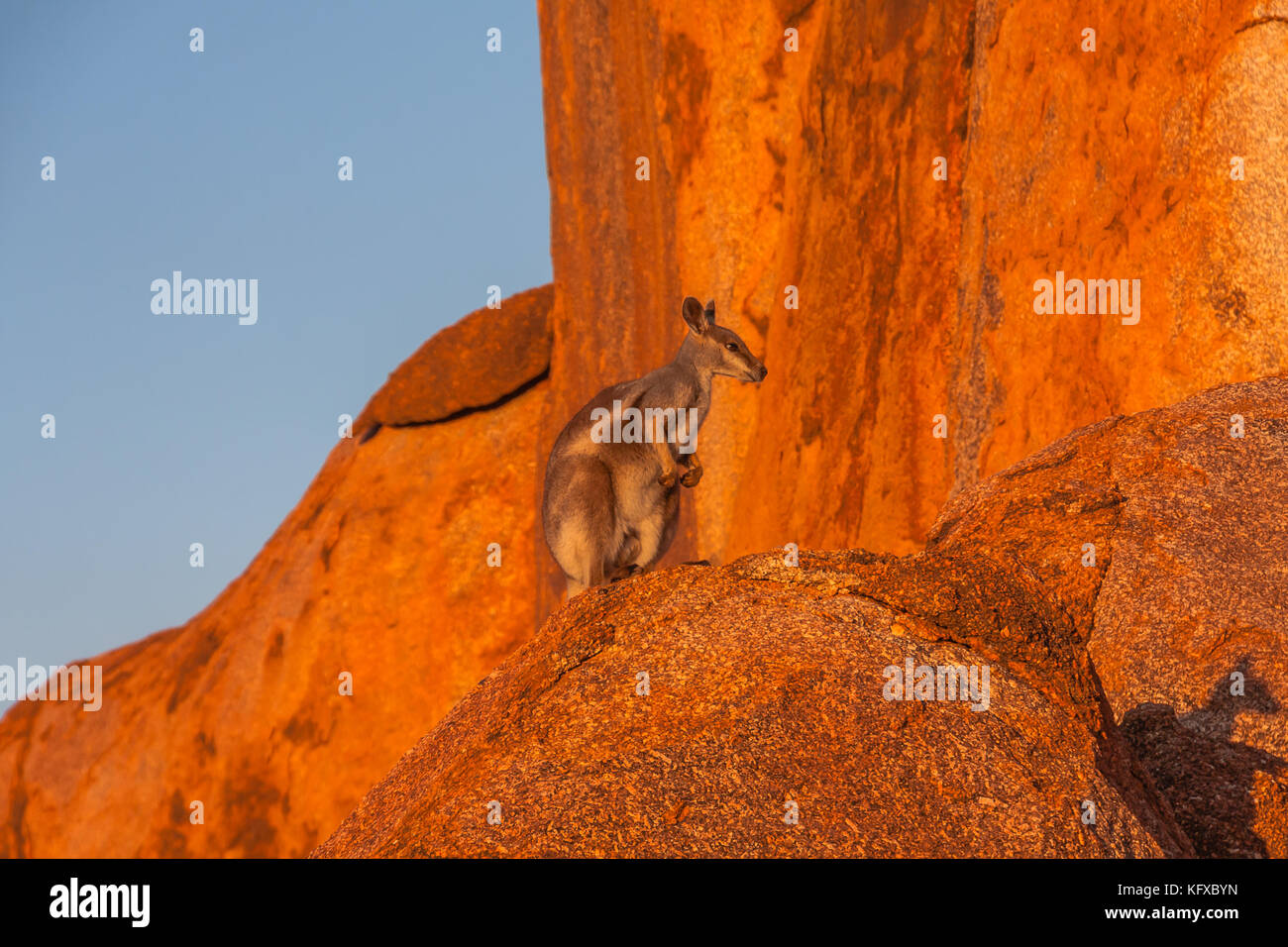 The Black flanked Rock wallaby Petrogale Lateralis In The Devils the-black-flanked-rock-wallaby-petrogale-lateralis-in-the-devils