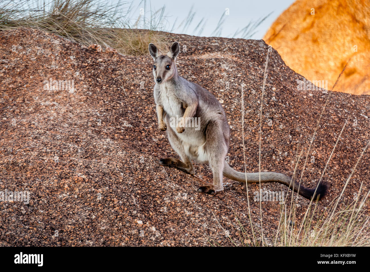 The black-flanked rock-wallaby (Petrogale lateralis) in the Devils Marbles Conservation Reserve, Northern Territory, Australia Stock Photo