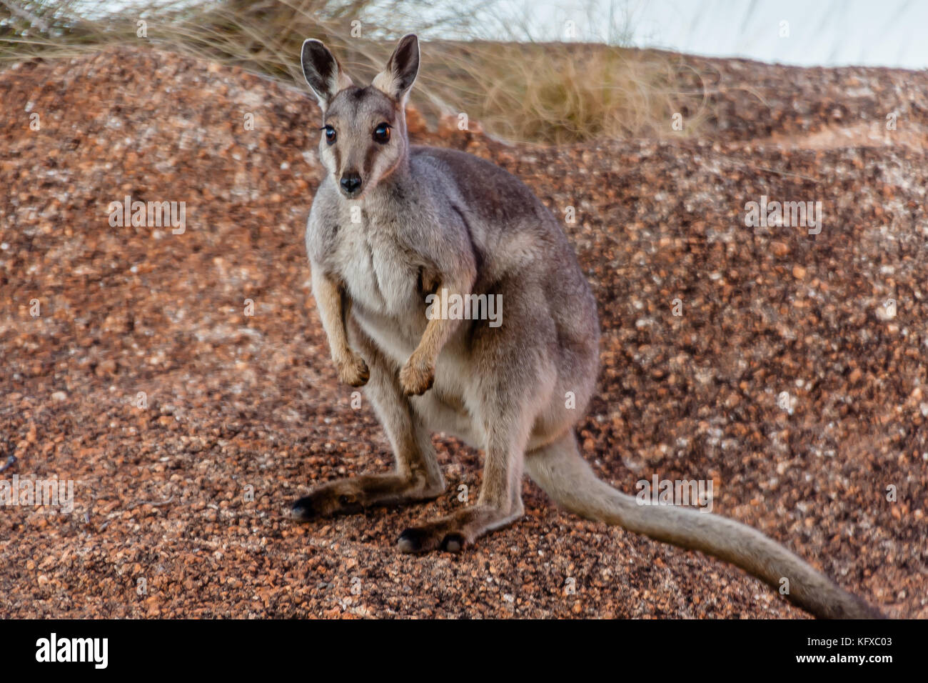 The Black flanked Rock wallaby Petrogale Lateralis In The Devils the-black-flanked-rock-wallaby-petrogale-lateralis-in-the-devils