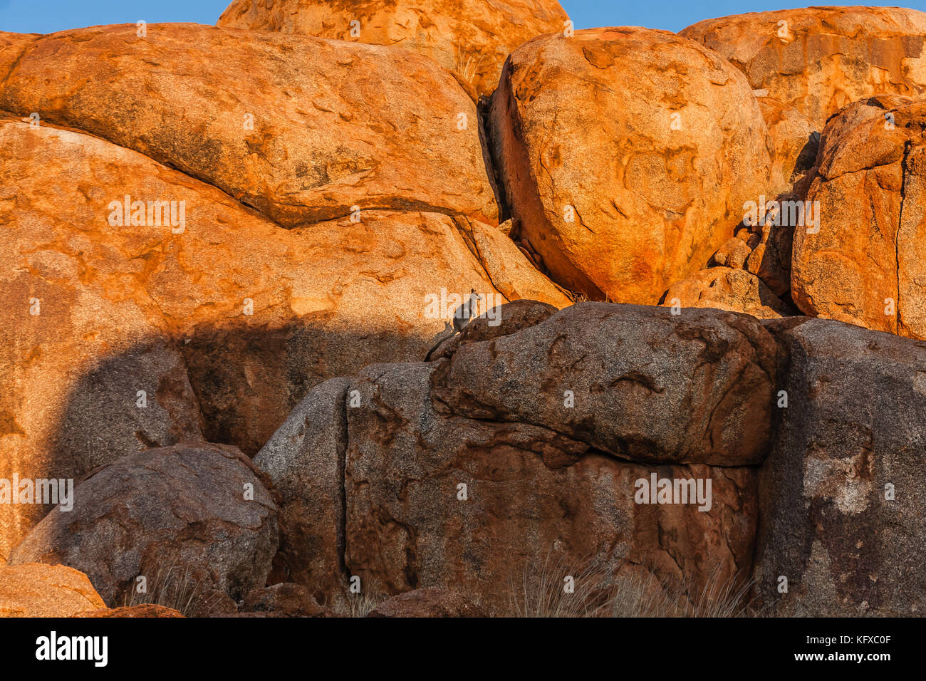 The Black flanked Rock wallaby Petrogale Lateralis In The Devils the-black-flanked-rock-wallaby-petrogale-lateralis-in-the-devils