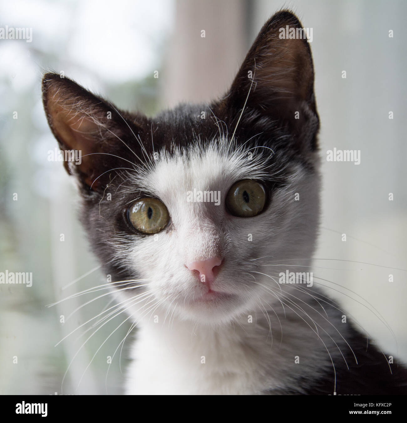 Closeup of a face of young black and white kitten - looking in the camera Stock Photo