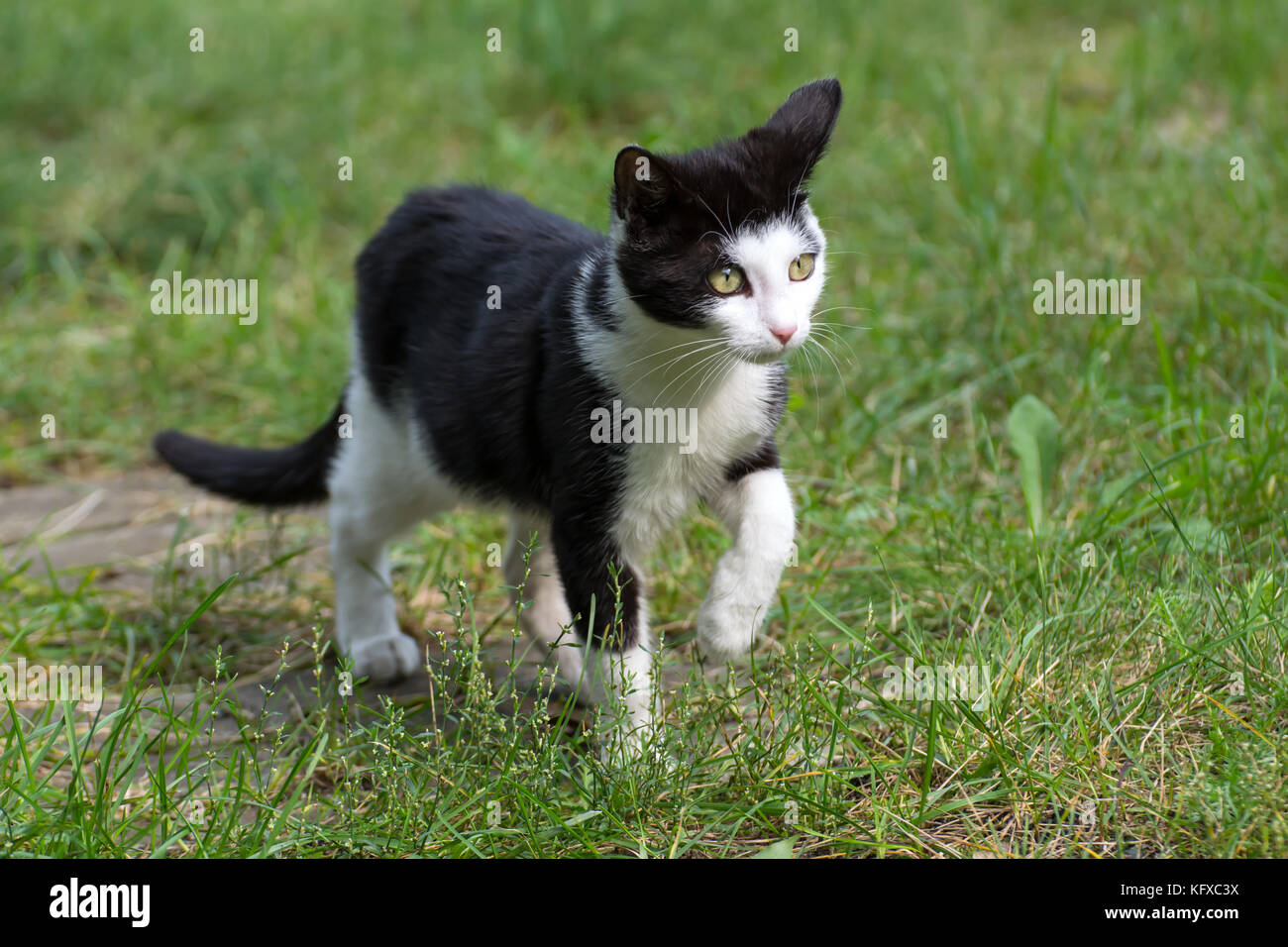 Beautiful black and white kitten walking on the grass Stock Photo