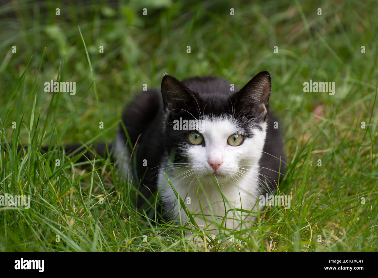 Black and white cat lying in the grass, looking strait in the camera Stock Photo