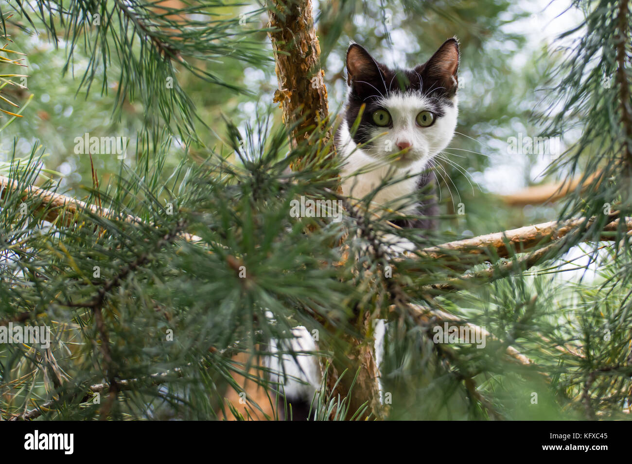 Black and white cat up high on a pine tree, looking in the camera Stock Photo