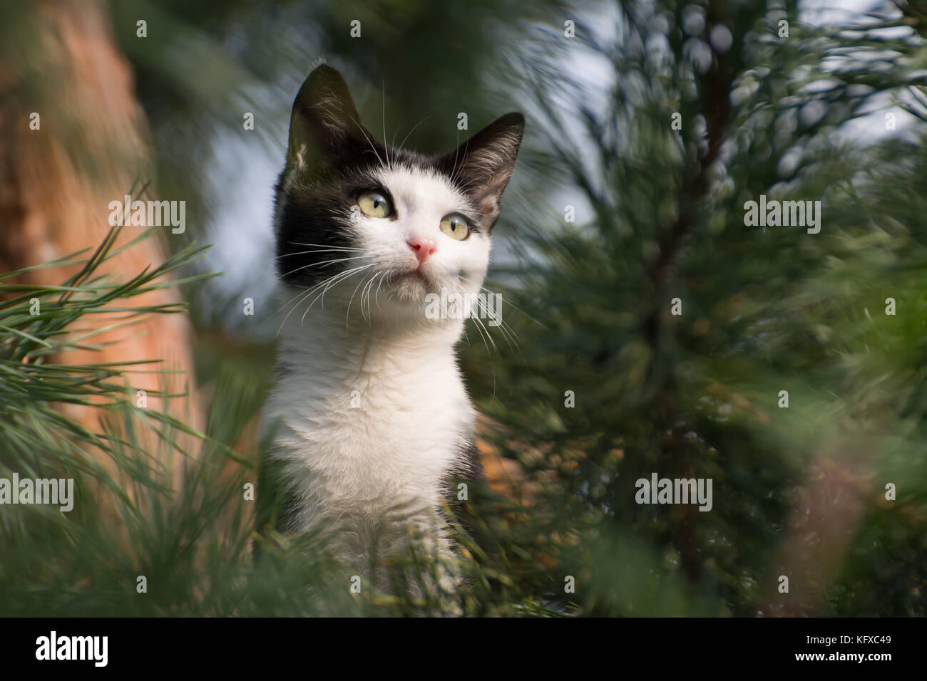 Black and white cat up high on a pine tree, looking for birds Stock Photo