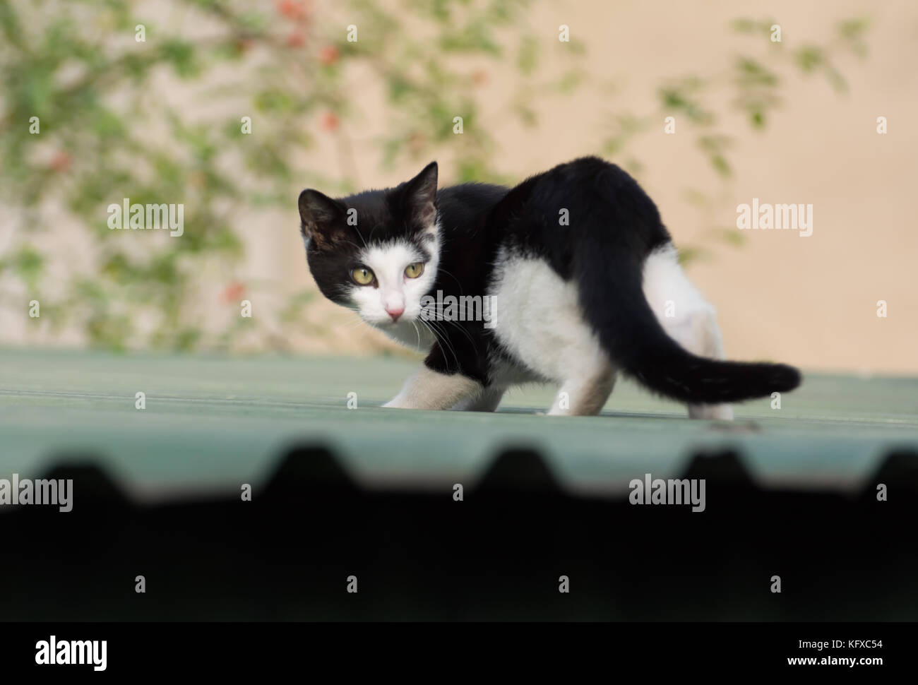 Black and white cat up on a garage roof, startled by some sound Stock Photo