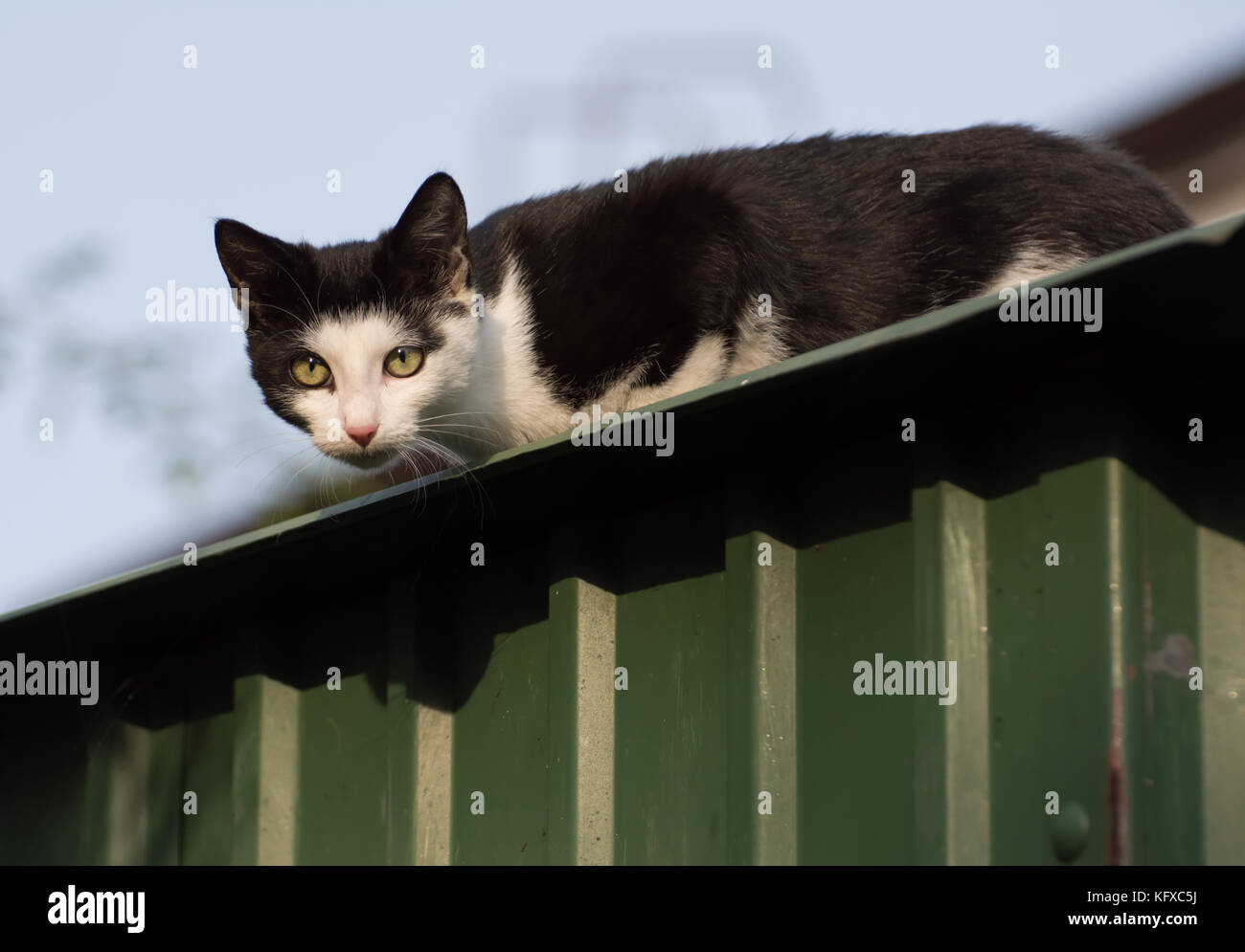 Black and white cat up lurking on a garage roof, looking down towards the camera Stock Photo