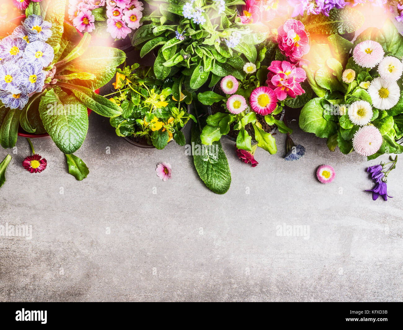 Various colorful spring or summer garden flowers with