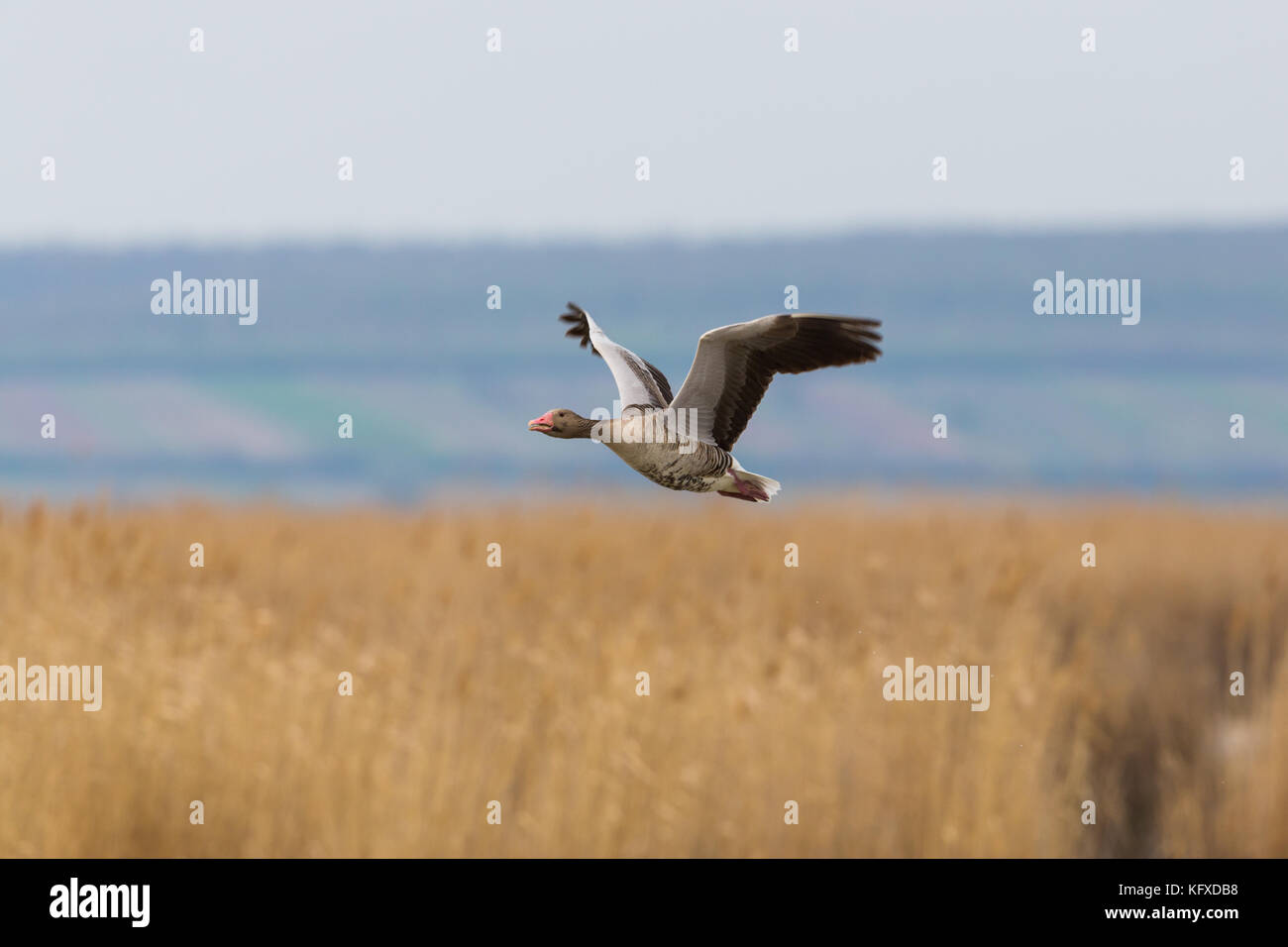 Goose Reed portrait of natural flying gray goose (anser anser) with reed Stock ...