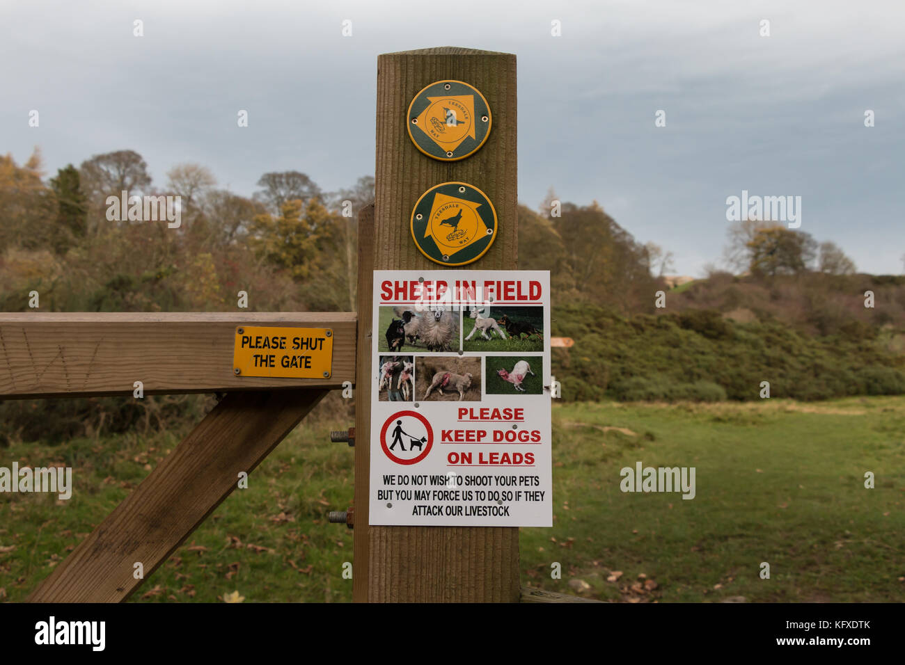 Notice on the Teesdale Way long distance footpath instructing dog owners to keep their dogs on leads with horrific pictures of sheep attacks Stock Photo